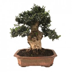 Bonsai Olea Europaea 29 años