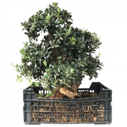 Pre-Bonsai Olea Europaea 26 años