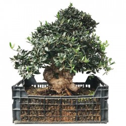 Pre-Bonsai Olea Europaea 26 años