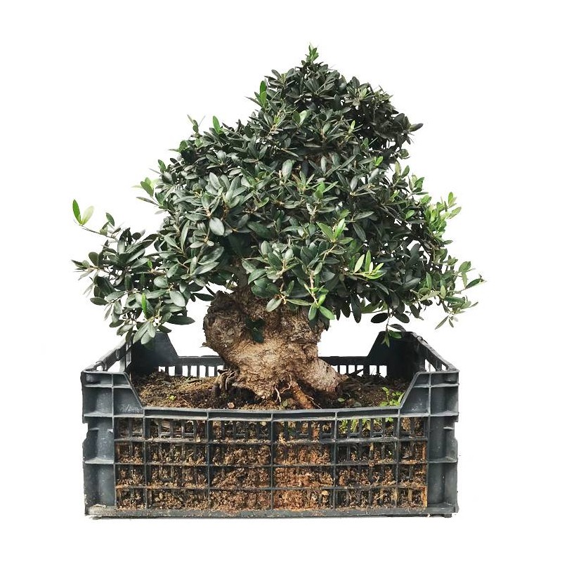 Pre-Bonsai Olea Europaea 26 años