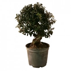Pre-Bonsai Olea Europaea Sylvestris 12 años