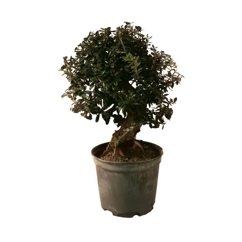 Pre-Bonsai Olea Europaea Sylvestris 12 años