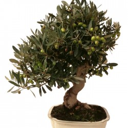 Pre-bonsai olea europaea sylvestris