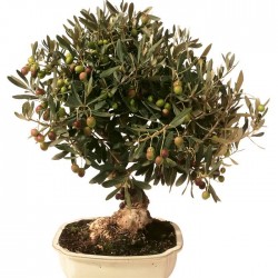Pre-bonsai olea europaea sylvestris