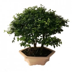 Bonsai Ligustrum s.p. 10 años