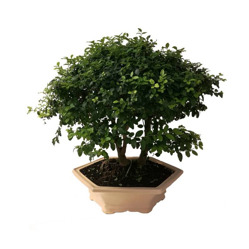Bonsai Ligustrum s.p. 10 años