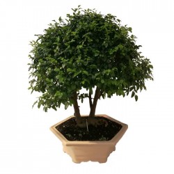 Bonsai Ligustrum s.p. 10 años