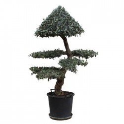 Olea europaea ornamental Niwaki