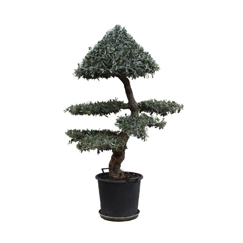 Olea europaea ornamental Niwaki