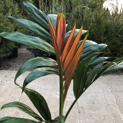 Chambeyronia Macrocarpa