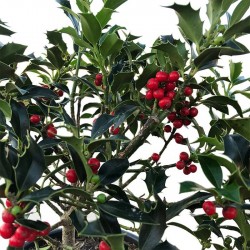 Ilex Aquifolium Alaska