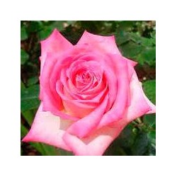 Rosal trepador Kordes perfecta