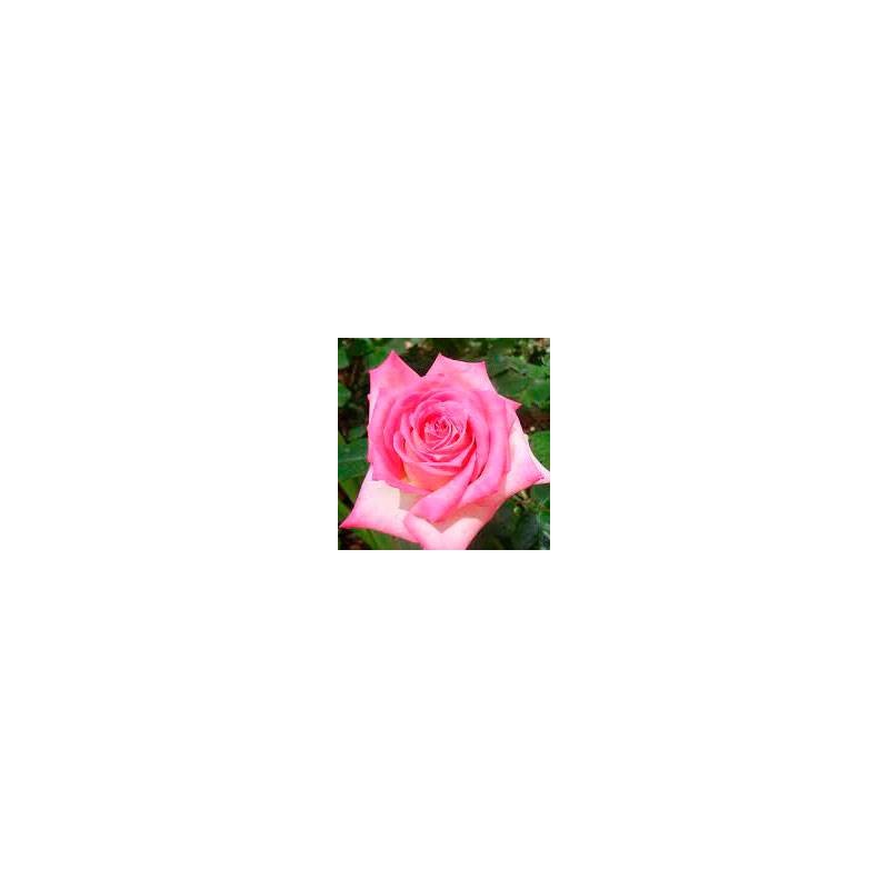 Rosal trepador Kordes perfecta