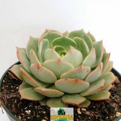 Cactus echeveria ramillete
