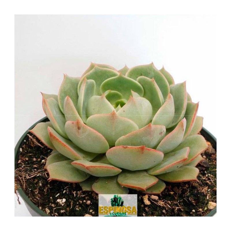 Cactus echeveria ramillete