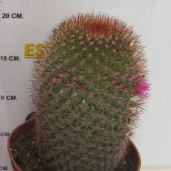 MAMMILLARIA SPINOSISIMA