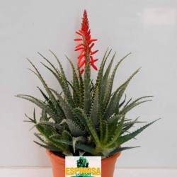 Cactus aloe spinosissima