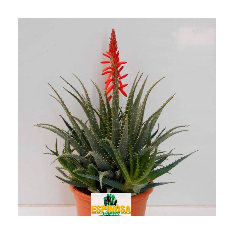Cactus aloe spinosissima