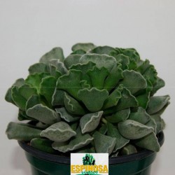 Cactus adromischus cristatus