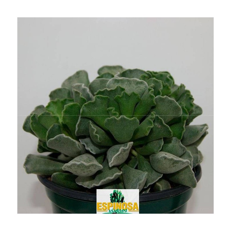 Cactus adromischus cristatus