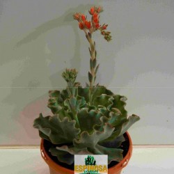 Cactus echeveria dorothy
