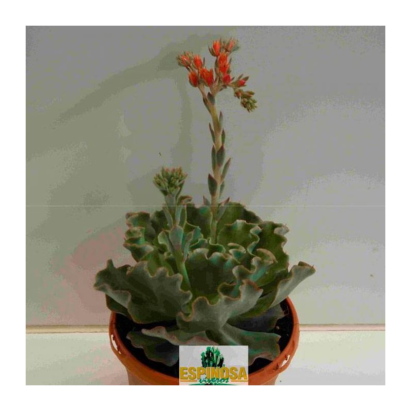 Cactus echeveria dorothy