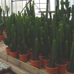 Euphorbia Lactea 
