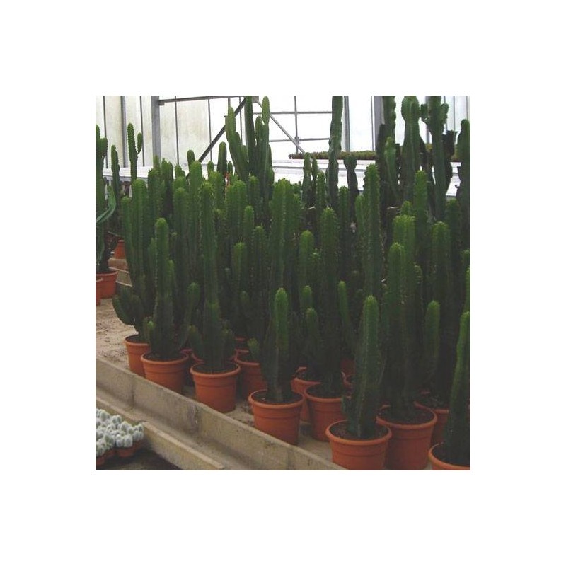Euphorbia Lactea 