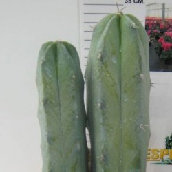 MYRTILLOCACTUS GEOMETRIZANS