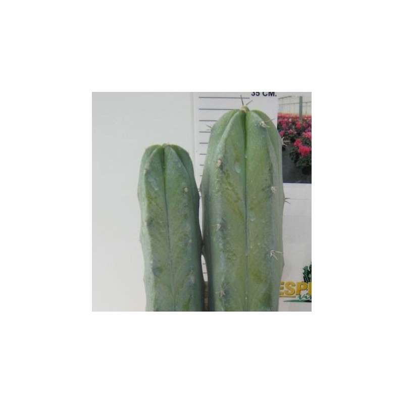 MYRTILLOCACTUS GEOMETRIZANS