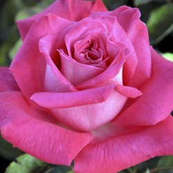 Rosal Lolita Lempicka