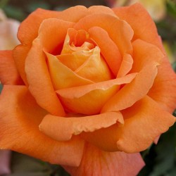 Rosal Louis de Funes
