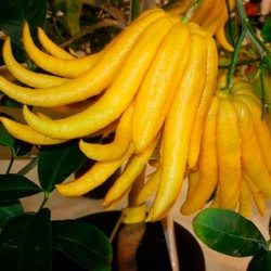 Citrus médica digitata