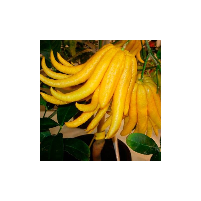 Citrus médica digitata