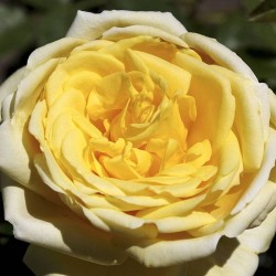 Rosal Gina Lollobrigida