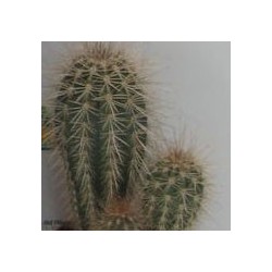 PACHYCEREUS PRINGLEI