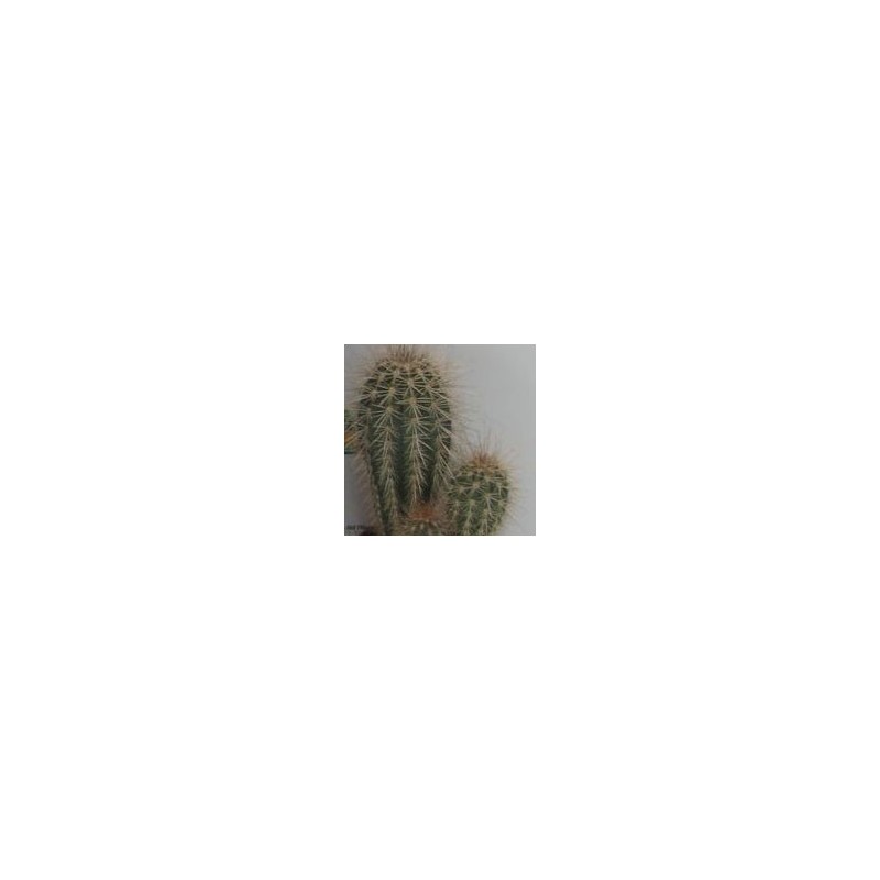PACHYCEREUS PRINGLEI