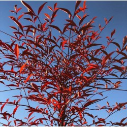 Nandina domestica
