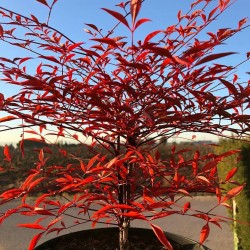 Nandina domestica