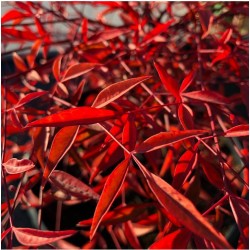 Nandina domestica