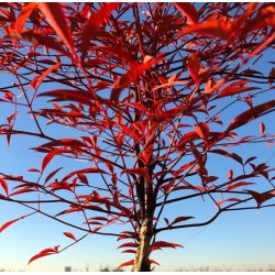 Nandina domestica