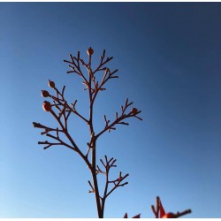 Nandina domestica