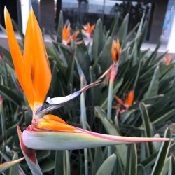 Strelitzia Reginae