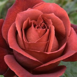 Rosal Terracota