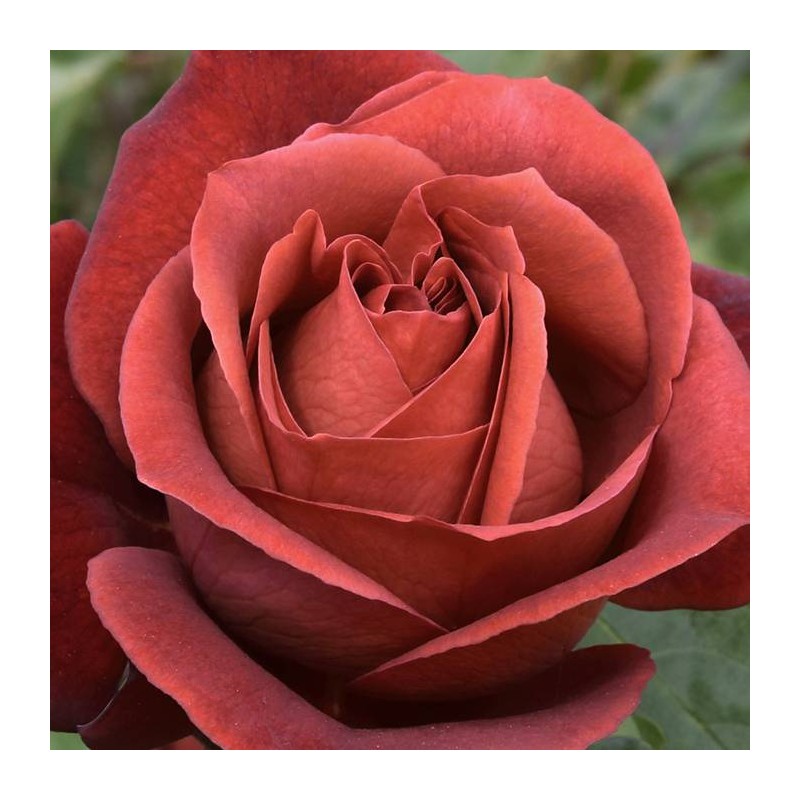 Rosal Terracota
