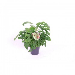 Philodendro monstera oblica
