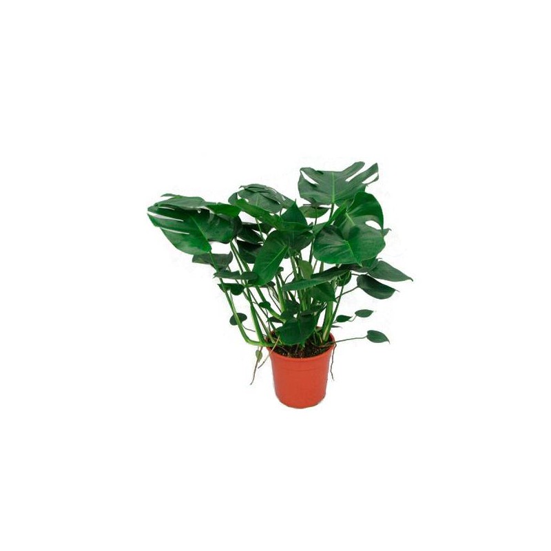 Philodendro monstera busch