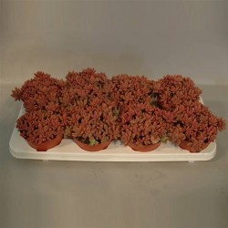 Sedum bordeauxhart