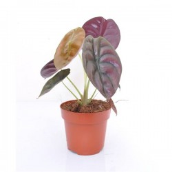 Alocasia cuprea red secret