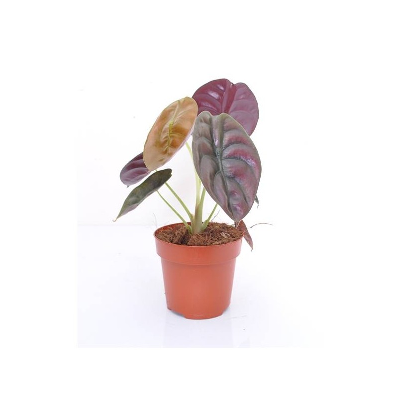 Alocasia cuprea red secret